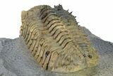 Large, Prone, Spiny Drotops Armatus Trilobite - Top Quality #325667-4